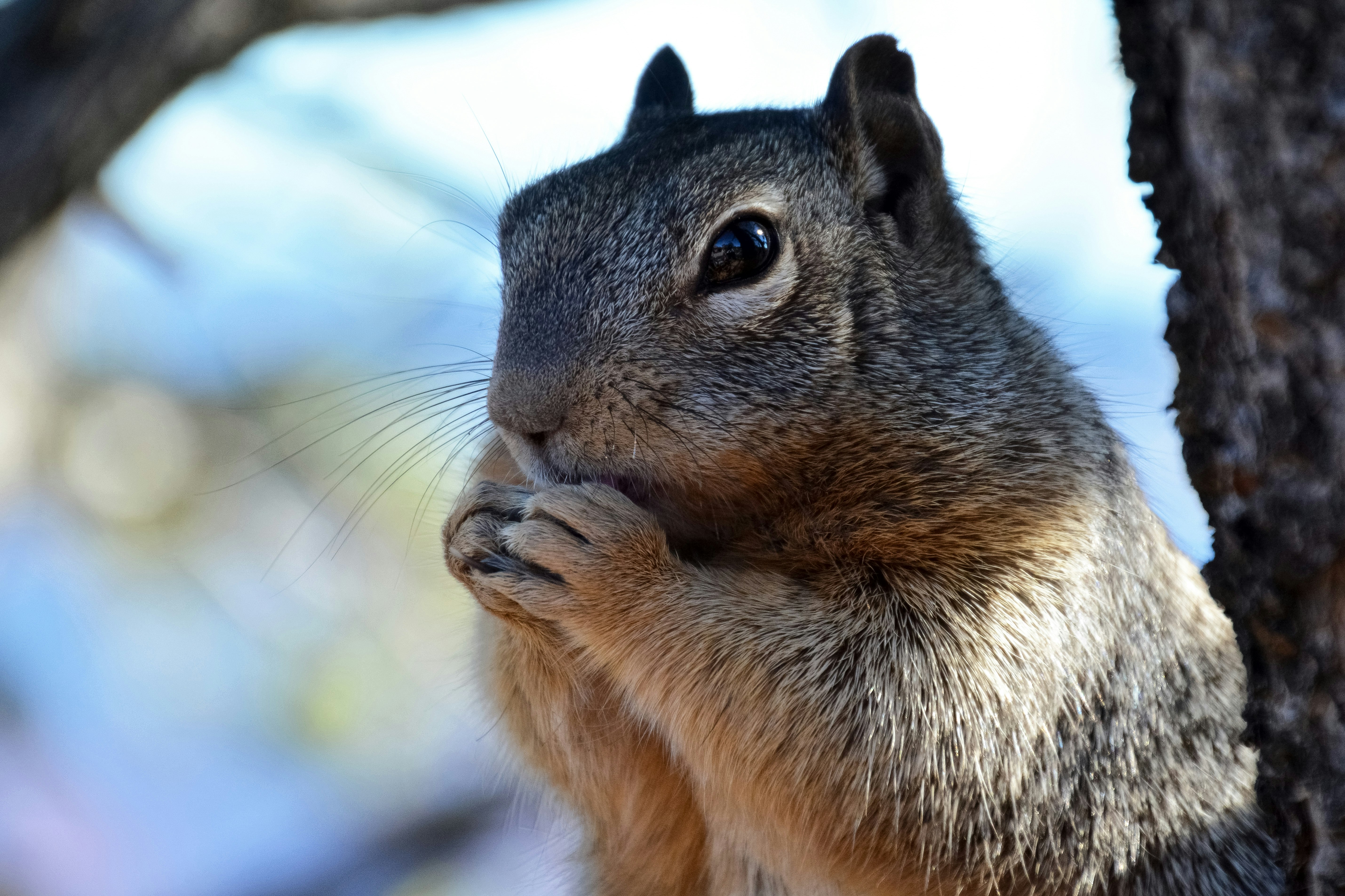 brown and black squirrel on white snow during daytime